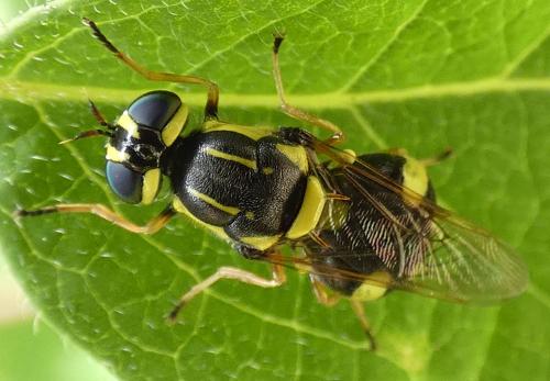 Réf. 305 538 : Oxycera rara